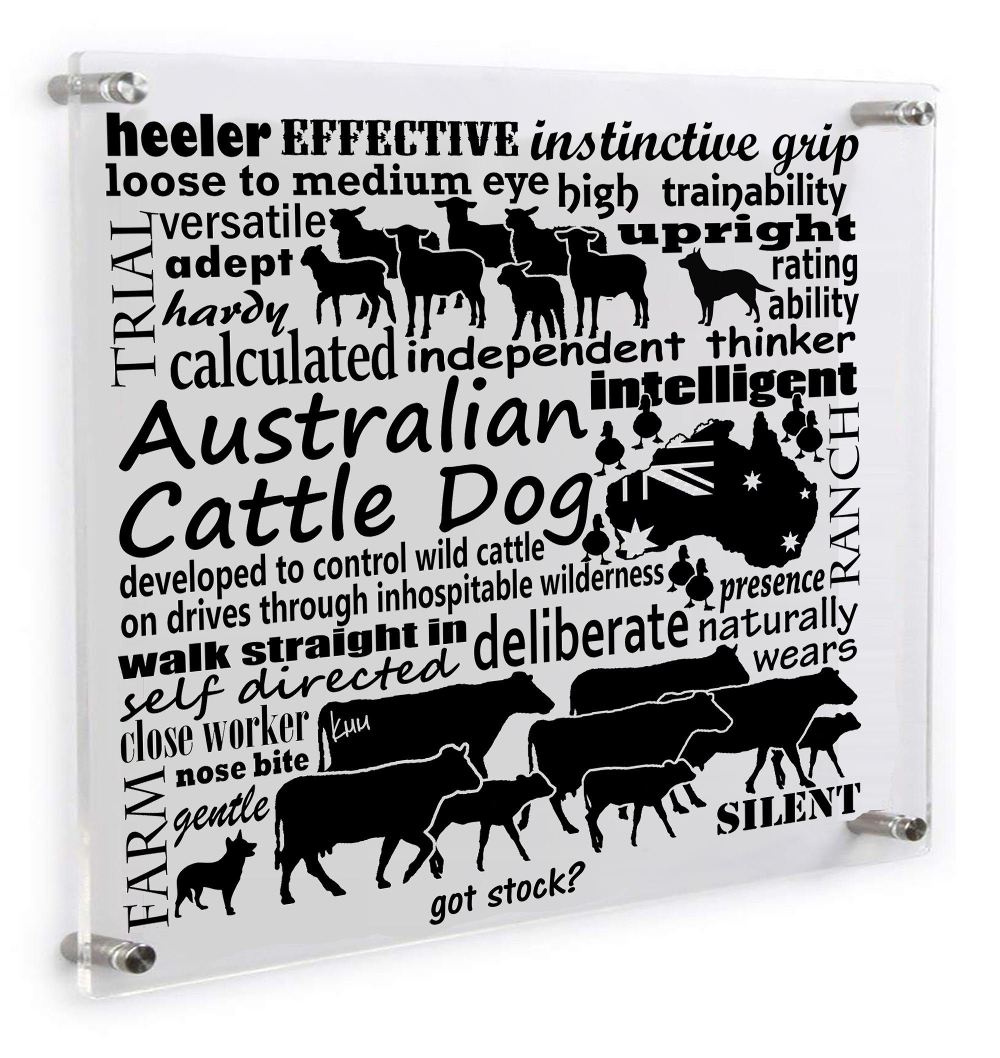 got stock? Australian Cattle Dog